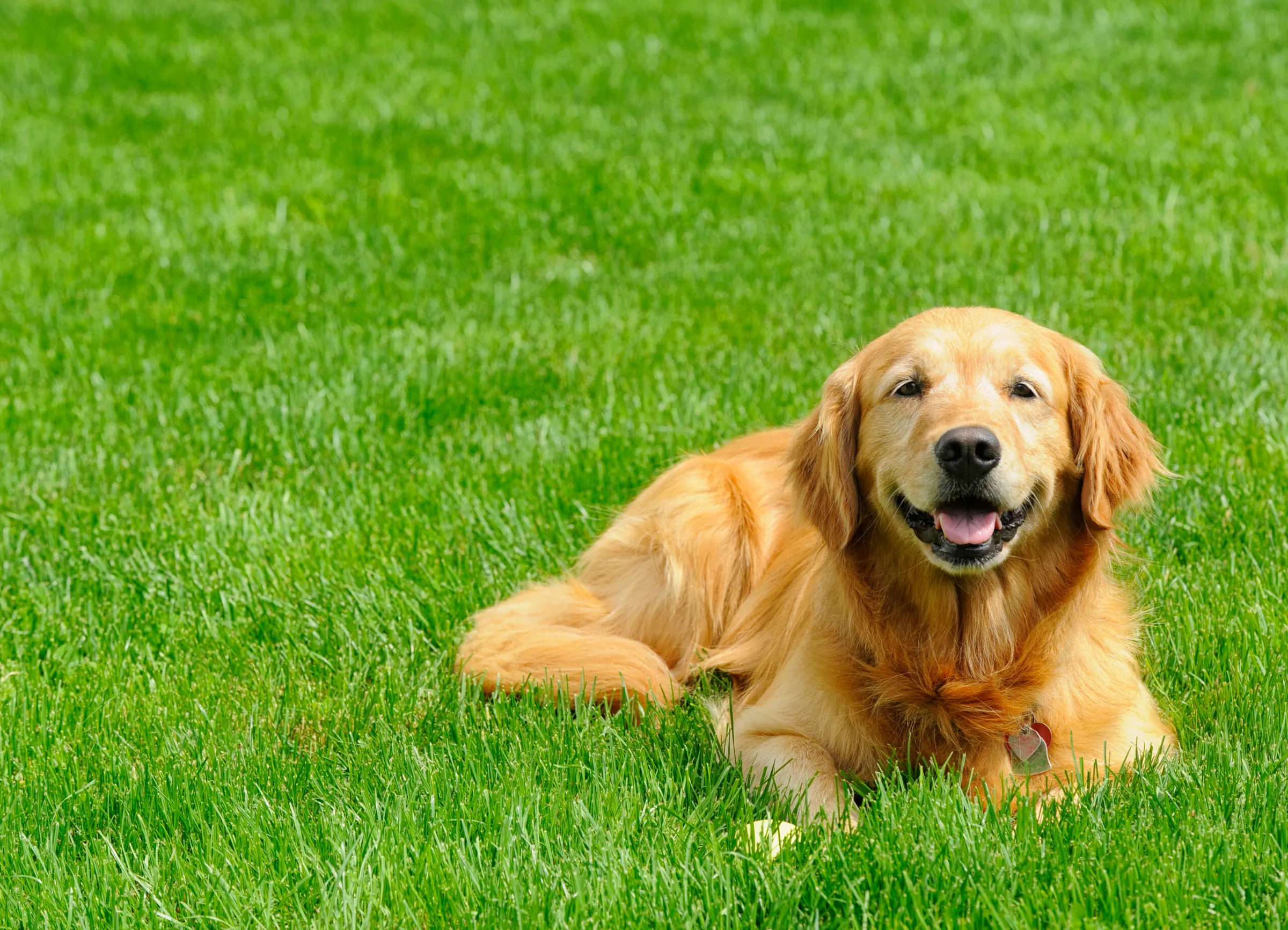 Golden retriever sitting in a grassy yard, looking at the camera