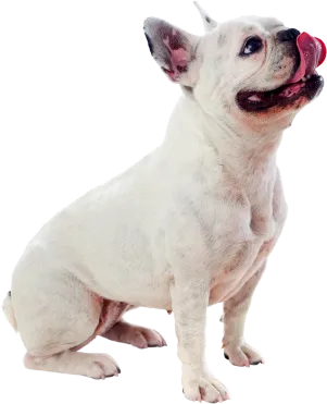 Image of Bulldog