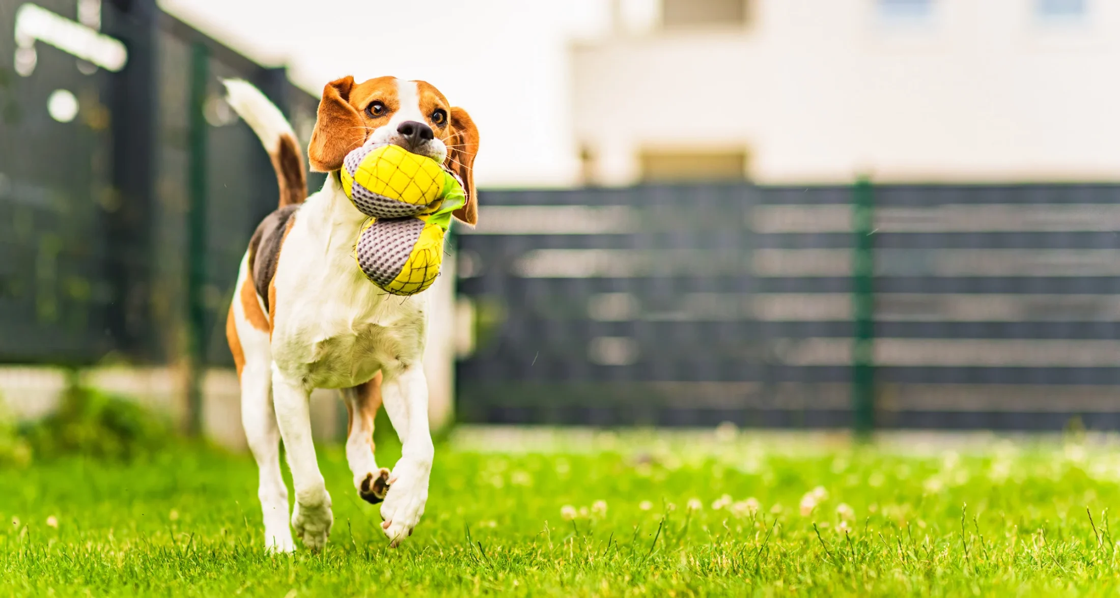 The Environmental Benefits of Proper Pet Waste Disposal