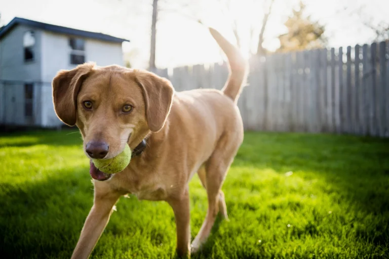 How Pet Waste Removal Services Help Maintain Property Value and Curb Appeal