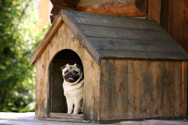 5 Signs It’s Time to Hire a Professional Pet Waste Removal Service
