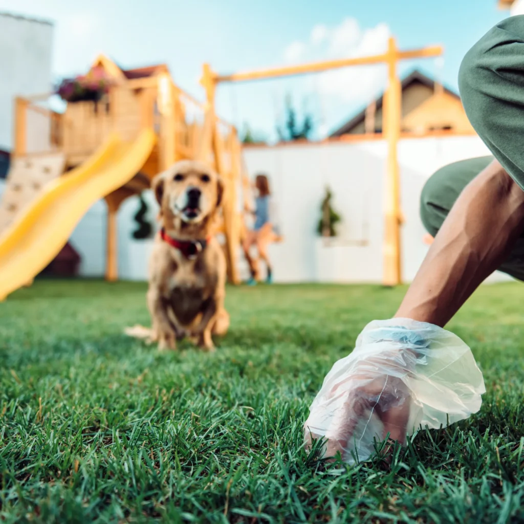 Person wearing a glove picking up dog waste from the grass while a golden retriever watches in the background near a playground.