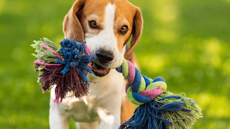 Why Even Pick Up Poop? The Dangers of Abandoned Pet Waste