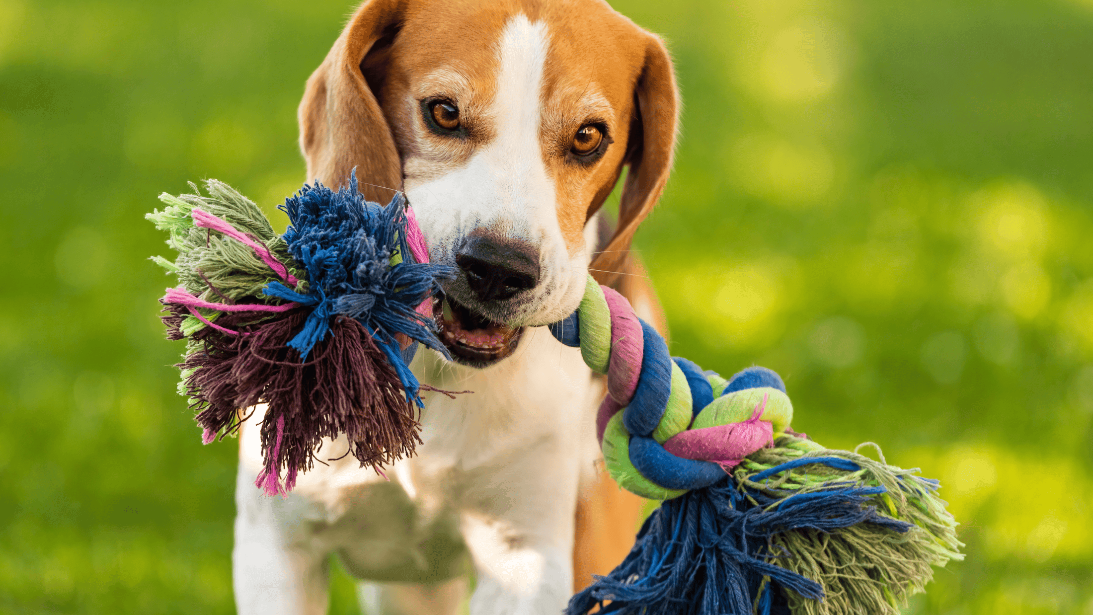 Why Even Pick Up Poop? The Dangers of Abandoned Pet Waste