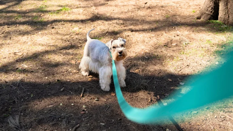Small dog on leash standing in yard before professional dog poop cleanup service