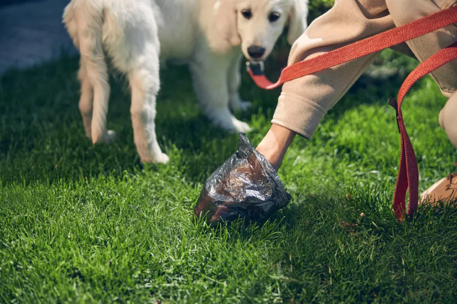 Homeowner picking up dog waste before switching to professional yard waste removal service
