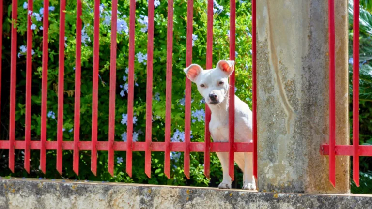 Dog Poop is Not Fertilizer: How to Keep Your Yard Safe and Clean