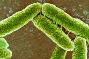 Microscopic bacteria representing health risks from untreated dog waste in the yard