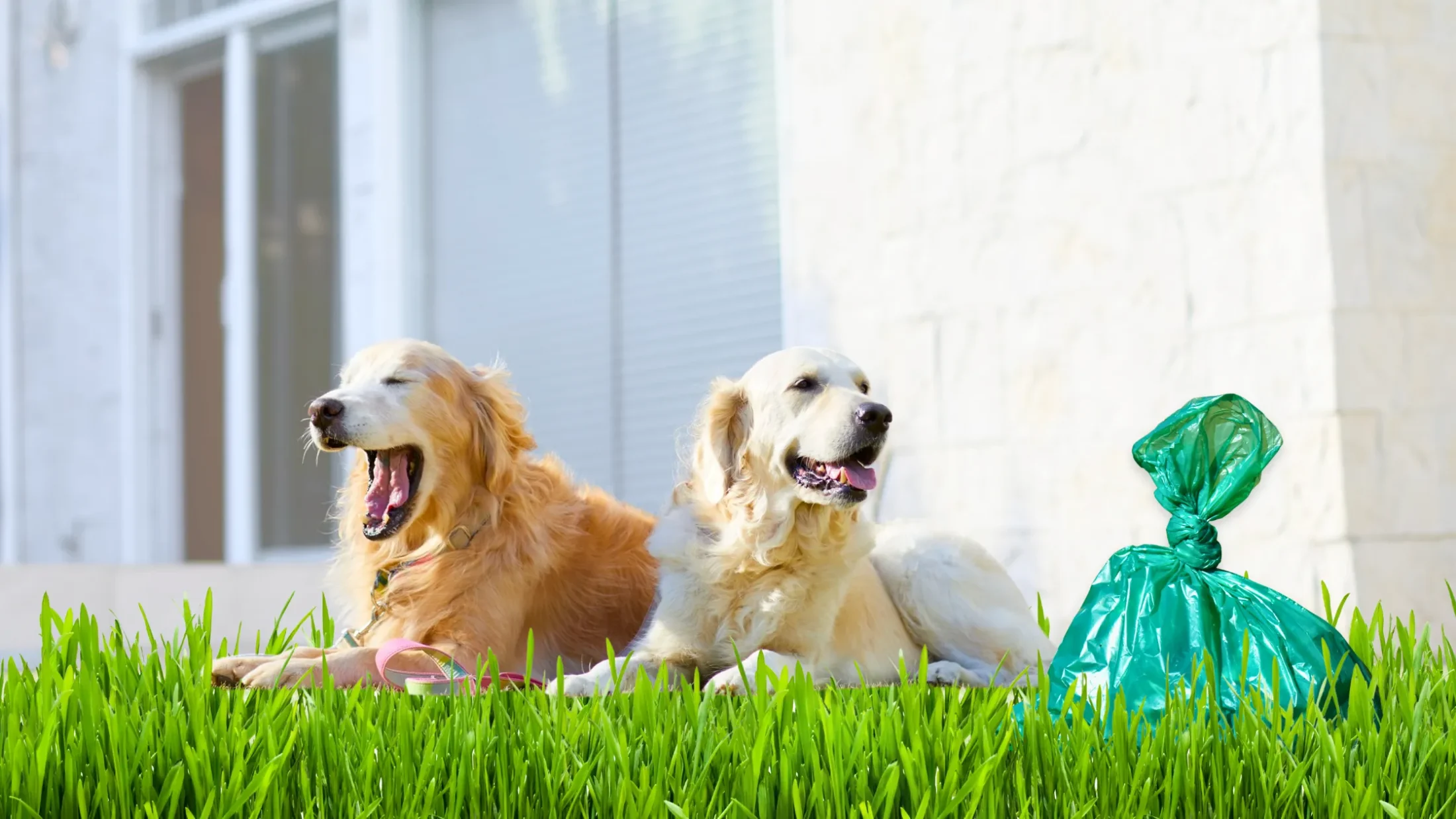The Ultimate Guide to Removing Dog Urine Odor from Your Yard