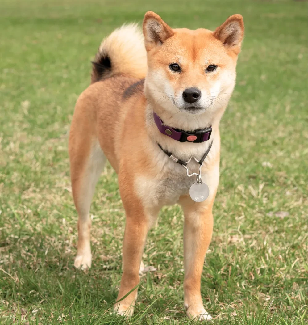 Dog Poop Cleaners 101: Get Your Yard Back Without the Dirty Work