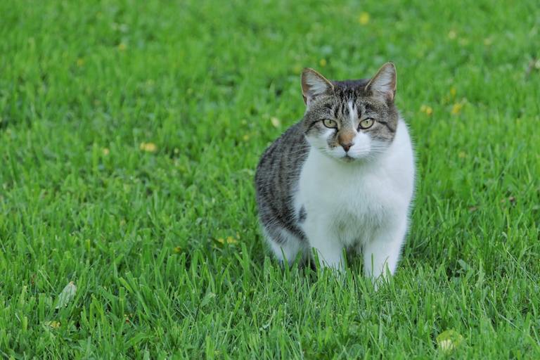 Feline Fine: How to Remove Cat Odor from Your Yard and Garden