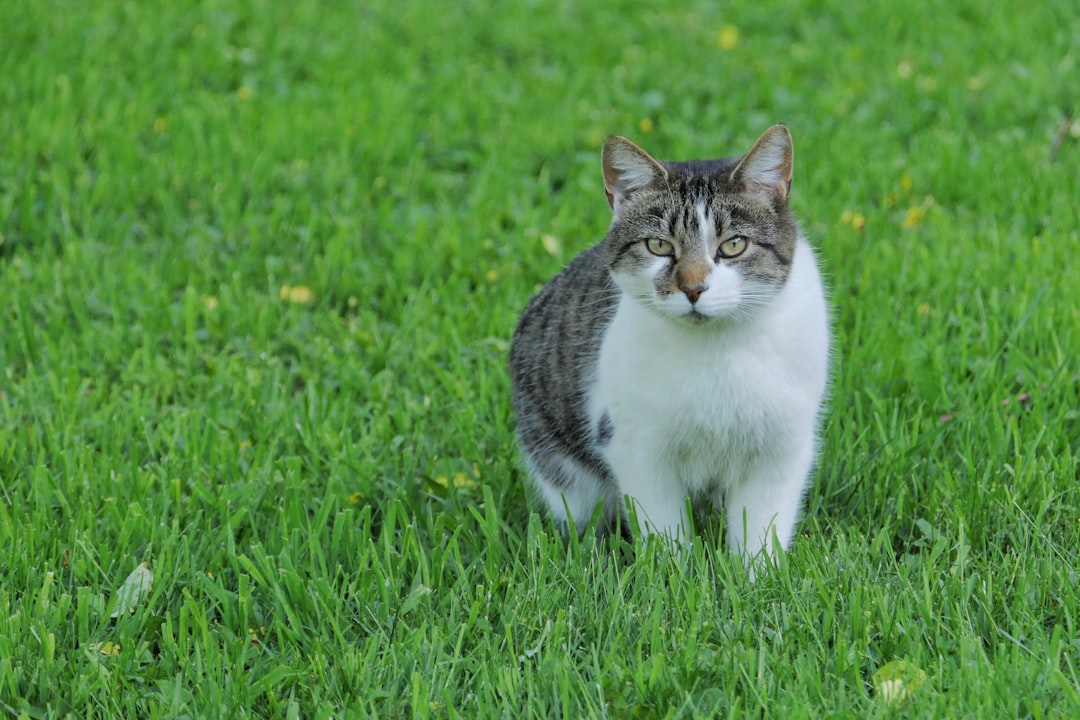 Feline Fine: How to Remove Cat Odor from Your Yard and Garden