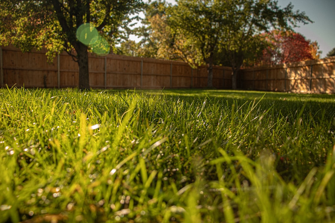 How to Get a Clean Yard and Keep It That Way