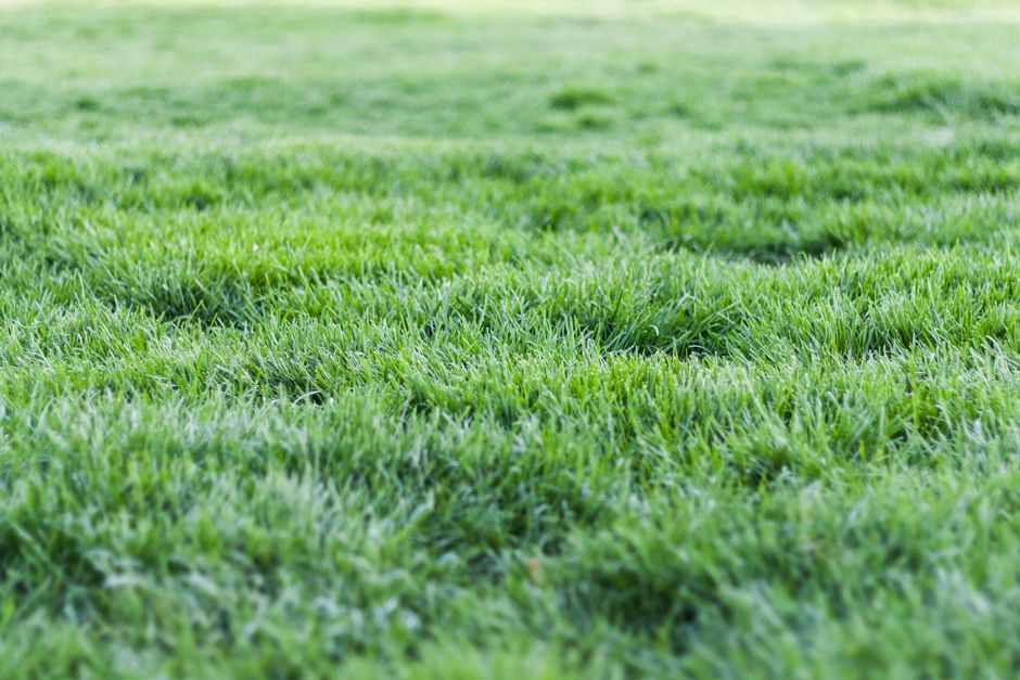 How to Survive the Annual Post-Winter Backyard Poop Apocalypse