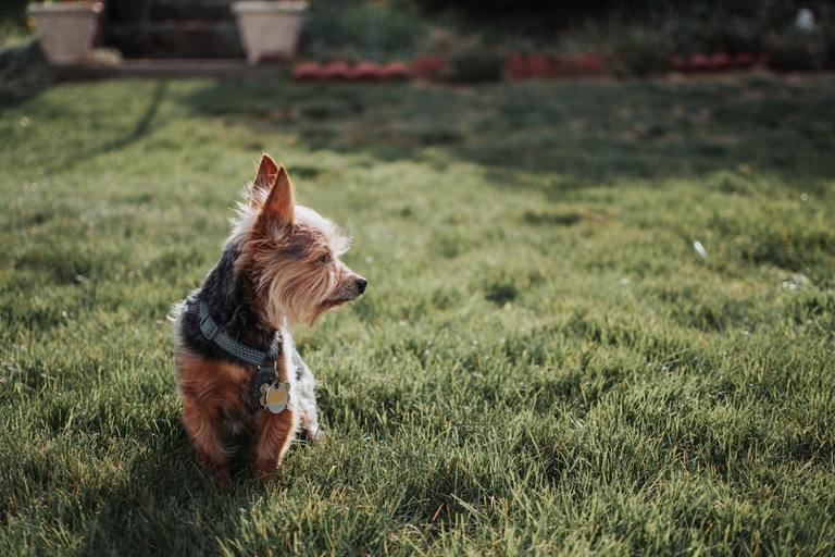 clean dog poop from yard