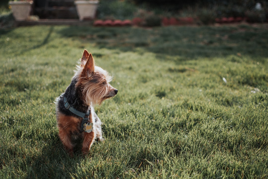 No More Landmines: Best Ways to Clean Dog Poop From Your Yard