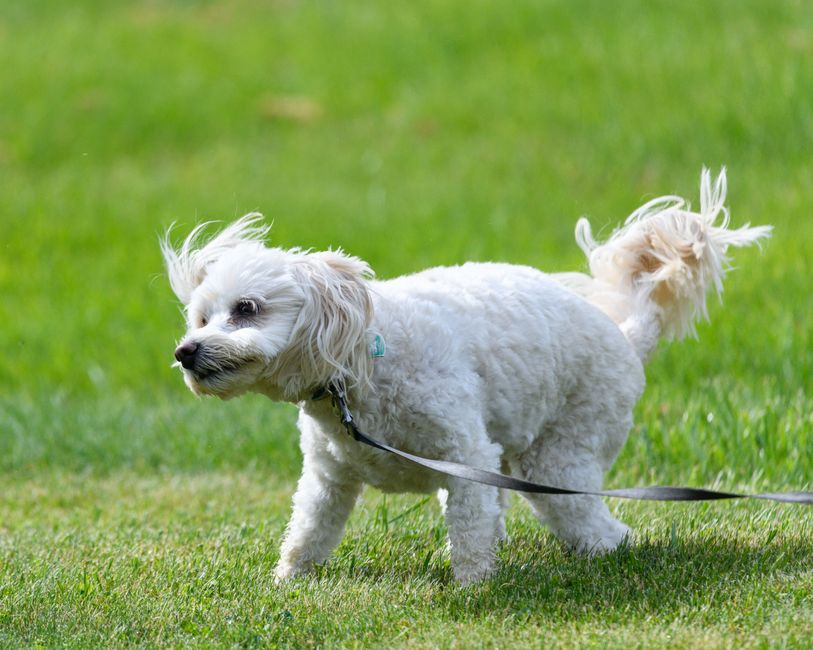 Choosing the Best Poop Scooper Service in Bonita Springs