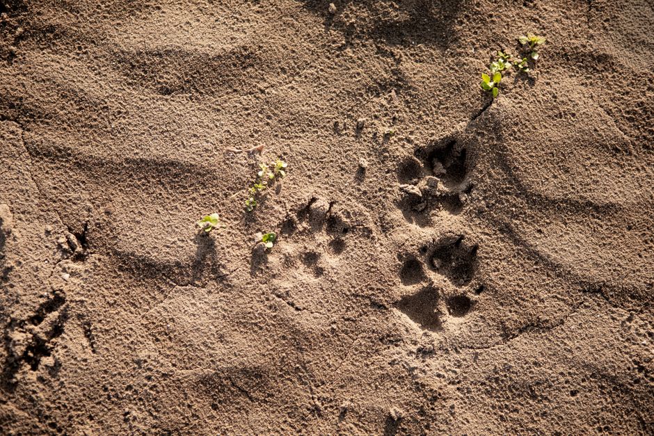 The Ultimate Guide to Dog Poop Garden Disposal Solutions